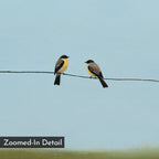 Two small birds with yellow bellies perch on a wire against a pale blue sky. The "Meadow Line Canvas Art" print has a simple background, ideal for minimalist decor. “Zoomed-In Detail” appears in the bottom left corner.