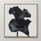 The Noir Bloom Canvas Art - Square features two elegant, dark-toned calla lilies with soft petals on a white background—ideal minimalist wall art for modern living room decor.