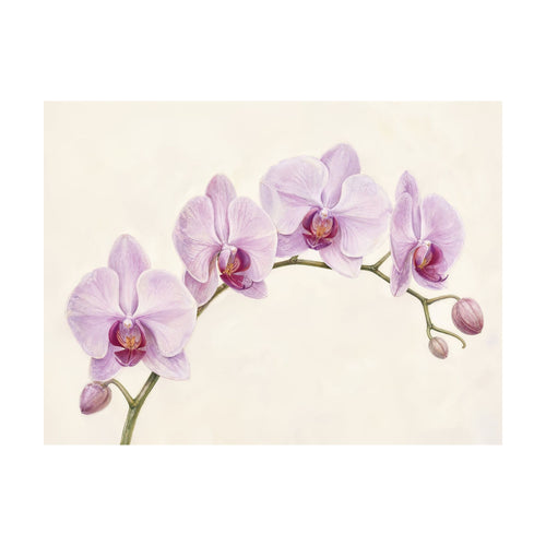 Arching Orchid — Horizontal