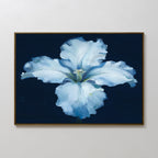 The Luminous Iris Canvas Art - Horizontal features pale blue petals unfolding on a dark navy background. This elegant framed print beautifully enhances any plain white wall.