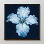 The Luminous Iris Canvas Art - Square features a glowing iris flower with soft blue tones on a dark navy background, beautifully presented on a plain light-colored wall.