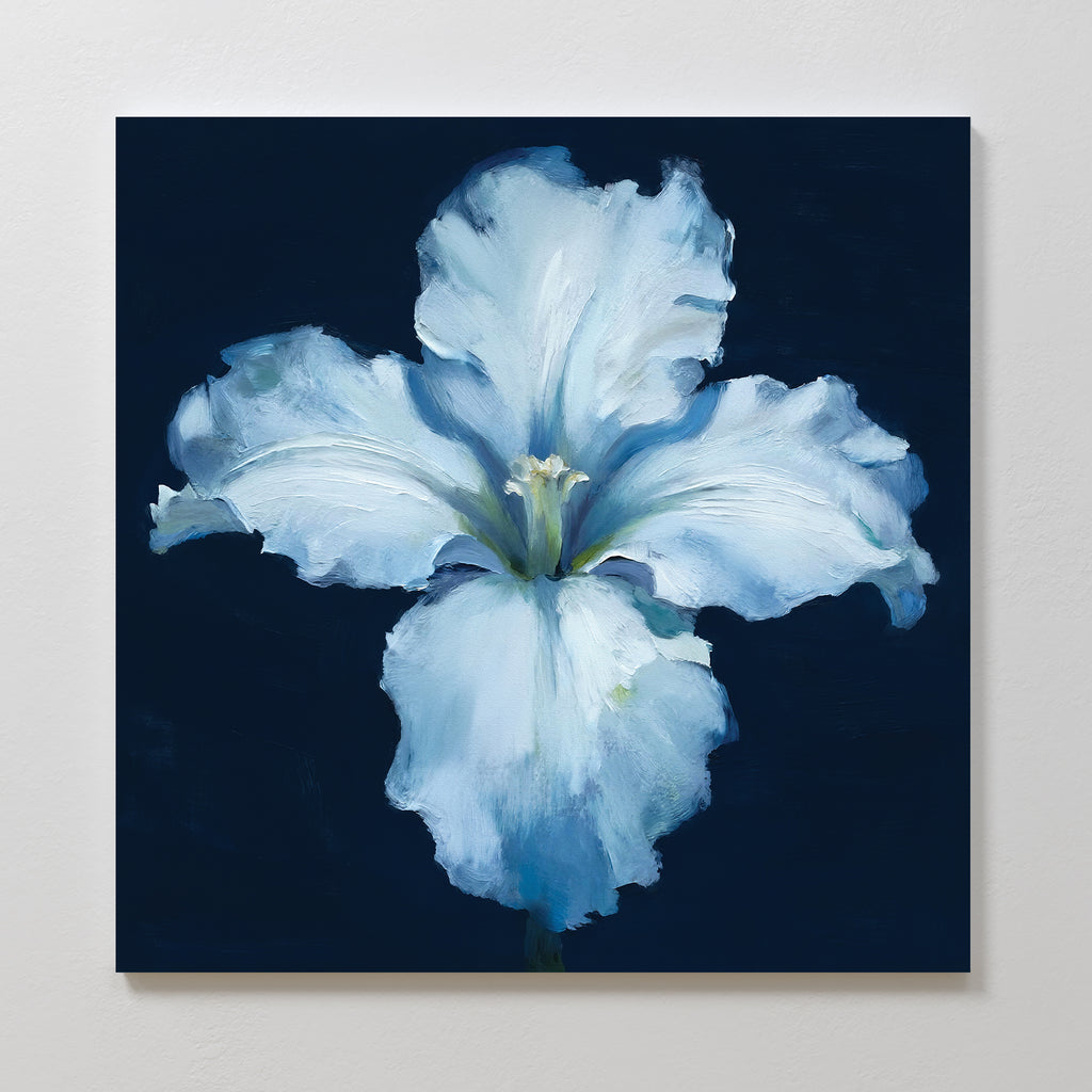 The Luminous Iris Canvas Art - Square features a radiant iris with soft, ruffled petals on a dark navy background. The artwork highlights the flower’s delicate texture and serene beauty, making it a striking addition to any space.