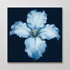 The Luminous Iris Canvas Art - Square features a radiant iris with soft, ruffled petals on a dark navy background. The artwork highlights the flower’s delicate texture and serene beauty, making it a striking addition to any space.