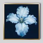 The Luminous Iris Canvas Art – Square features a luminous iris with soft blue hues on a dark blue background. A simple gold frame adds modern Nordic Park elegance, making it a stylish statement piece for any space.