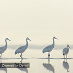 Four sandhill cranes stand in shallow water with subtle reflections, set against a pale sky. "Zoomed In Detail" is overlaid in the lower left, making this Sandhill Procession Canvas Art - Horizontal perfect for a Nordic Park-inspired space.