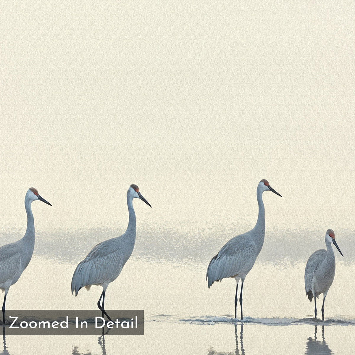 Four sandhill cranes stand in shallow water, softly reflected, on the Sandhill Procession Canvas Art - Square. The minimal background evokes a Nordic Park vibe. “Zoomed In Detail” appears in a text box at the lower left corner.