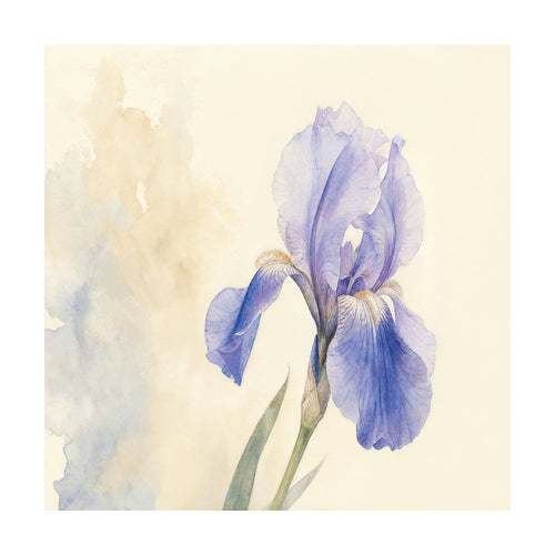 Bearded Iris — Square