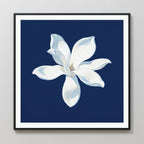 The Starlit Magnolia Canvas Art - Square displays a single white magnolia with soft petals on a dark blue background, centered in a black frame and shown on a light wall—ideal for adding contemporary style to any space.
