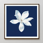 The Starlit Magnolia Canvas Art - Square showcases a single six-petal white magnolia on a dark blue background, framed in wood for a modern touch, perfect for bright walls.