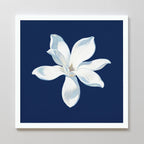 Starlit Magnolia Canvas Art - Square features a white magnolia with soft, shaded petals on a dark blue background. This contemporary piece includes a wide white frame, creating an elegant canvas print for any space.