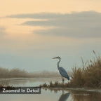 The Wetland Heron Canvas Art - Horizontal features a tall heron by the water’s edge at sunset among reeds, with painterly detail and soft reflections. Text reads Zoomed In Detail—ideal for heron wall art or marsh landscape decor.