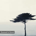Windswept Solitude Canvas Art - Horizontal features a lone tall, dark tree set against a pale misty backdrop with minimal detail—perfect minimalist wall art for modern living rooms. "Zoomed In Detail" appears in a gray box at the lower left.